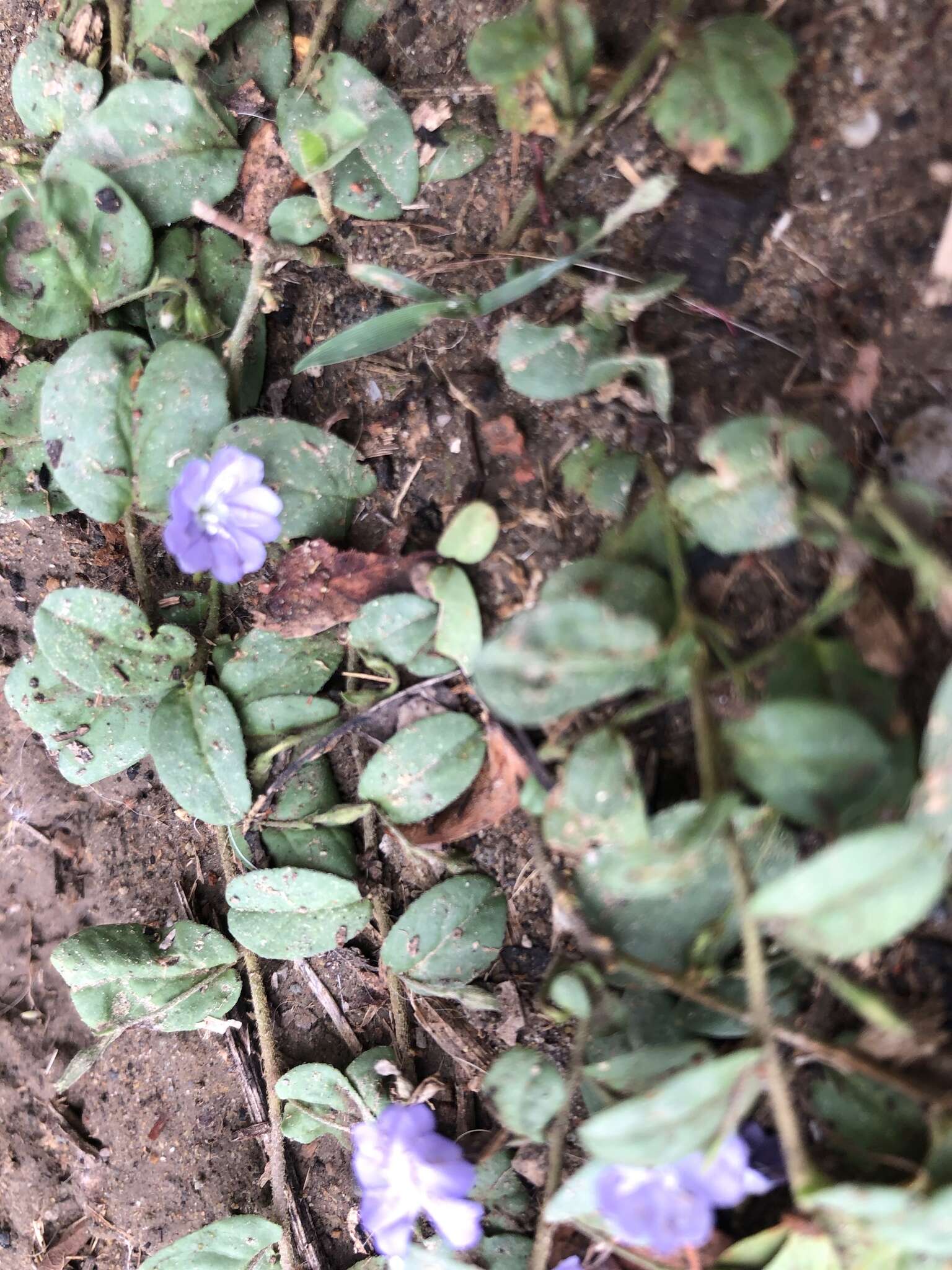 Image of Dwarf Bindweed