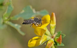 Image of Coelioxys afra Lepeletier 1841