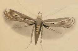 Image of Elachista biatomella Stainton 1848