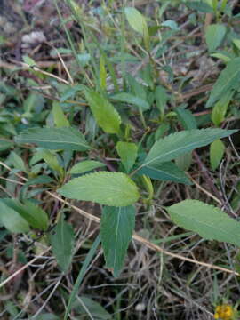 صورة Bidens reptans (L.) G. Don