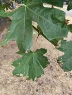 Imagem de Caloptilia acerifoliella (Chambers 1875)