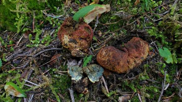 Imagem de Gastroboletus ruber (Zeller) Cázares & Trappe 1991