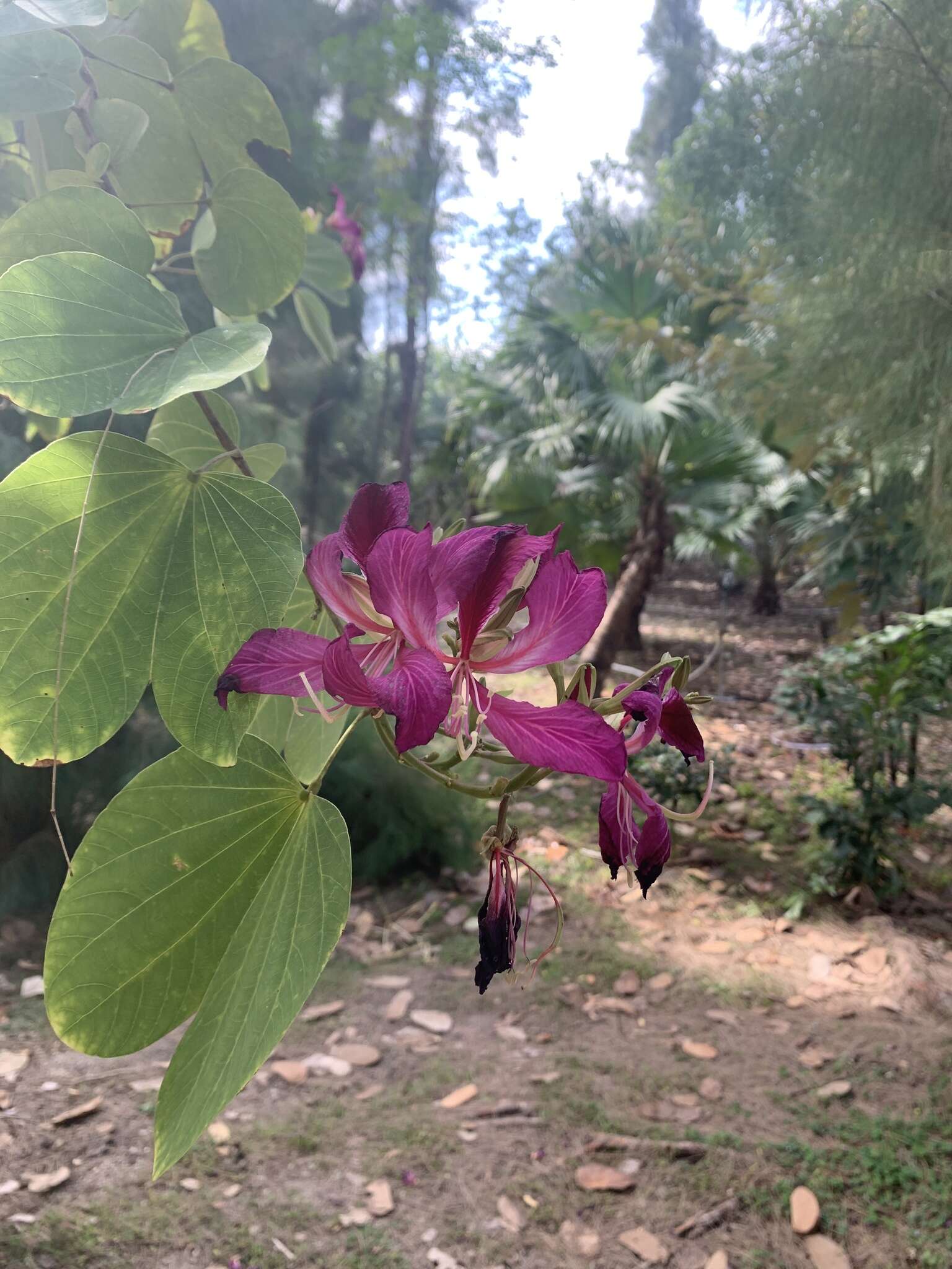 Image of bauhinia