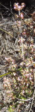 Image of Erica anguliger (N. E. Br.) E. G. H. Oliver