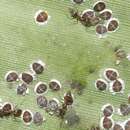 Image of Palm aphid