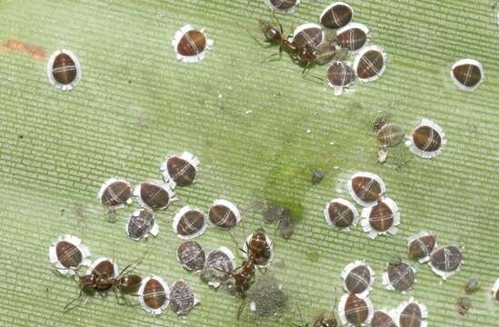 Image of Palm aphid