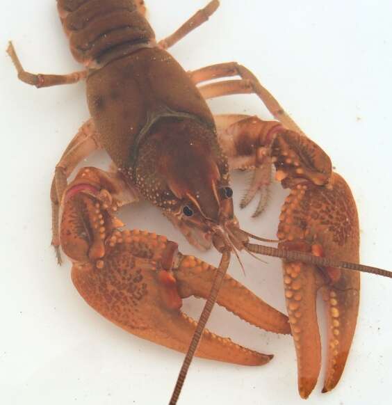 Image of Big Water Crayfish