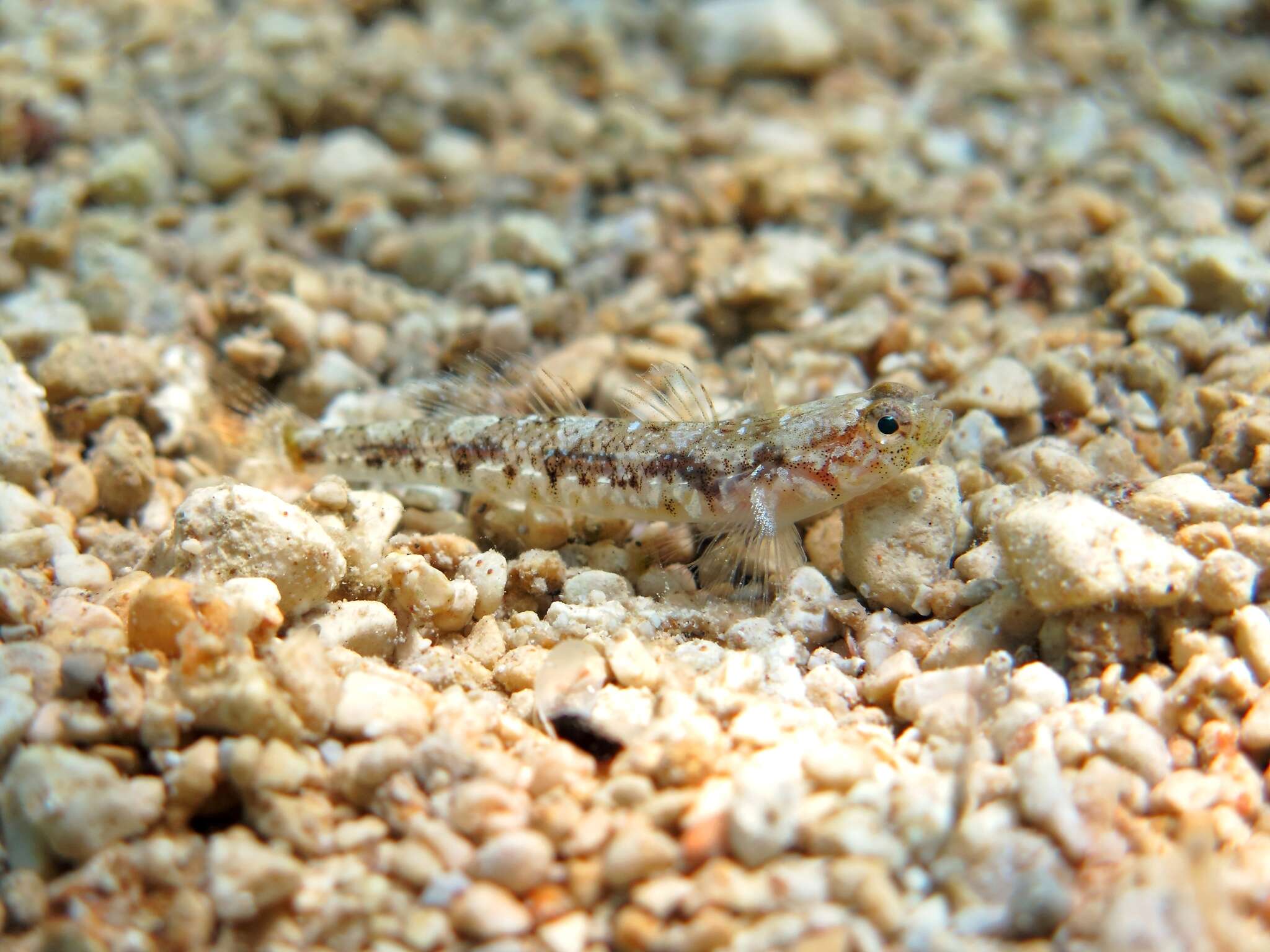 Image of Quagga Goby