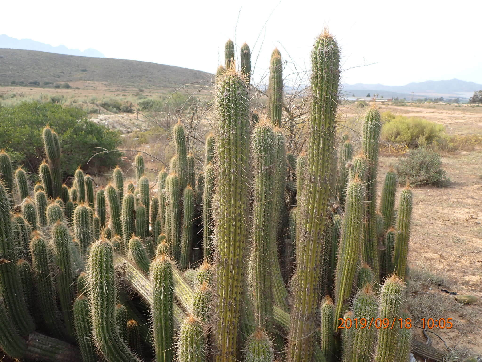 Plancia ëd <i>Trichocereus spachianus</i>