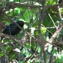 Image of Rio Branco Antbird