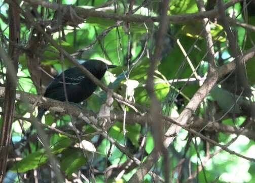 Image of Rio Branco Antbird