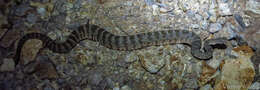 Image of Tiger Rattlesnake