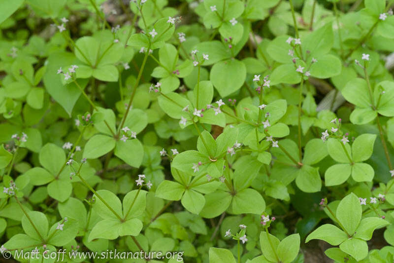 Plancia ëd Galium kamtschaticum Steller ex Schult. & Schult. fil.