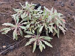 Image de Oenothera cespitosa subsp. marginata (Nutt. ex Hook. & Arn.) Munz