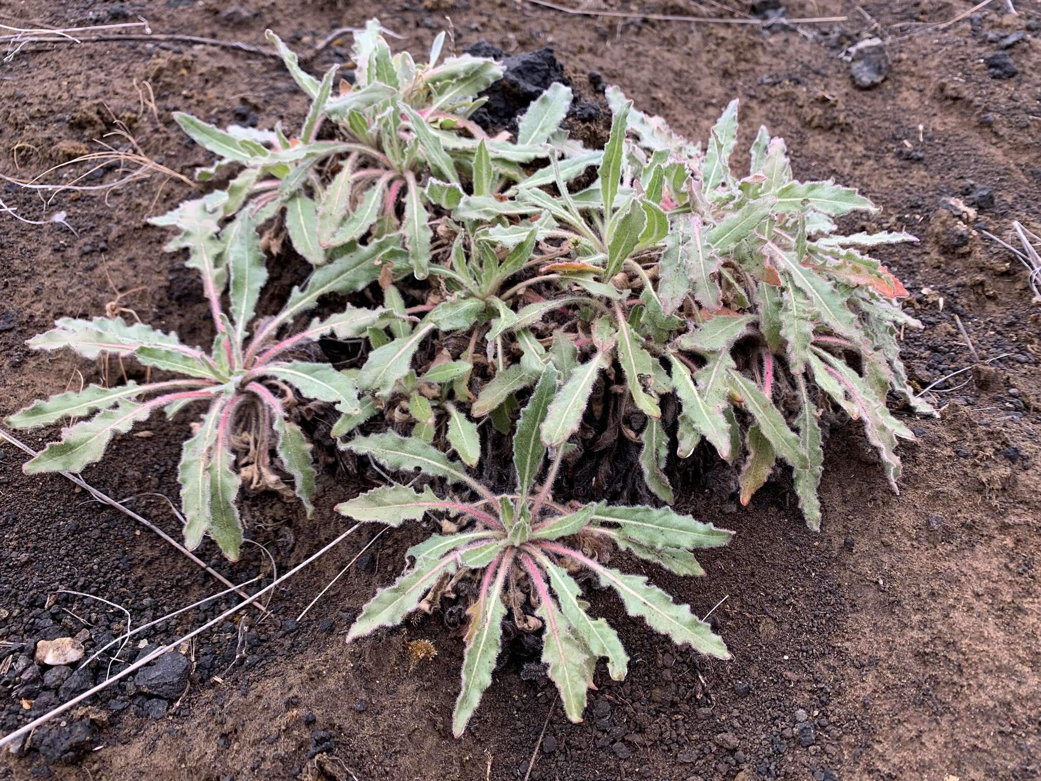 Image de Oenothera cespitosa subsp. marginata (Nutt. ex Hook. & Arn.) Munz