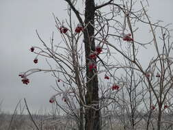 Image of American cranberrybush
