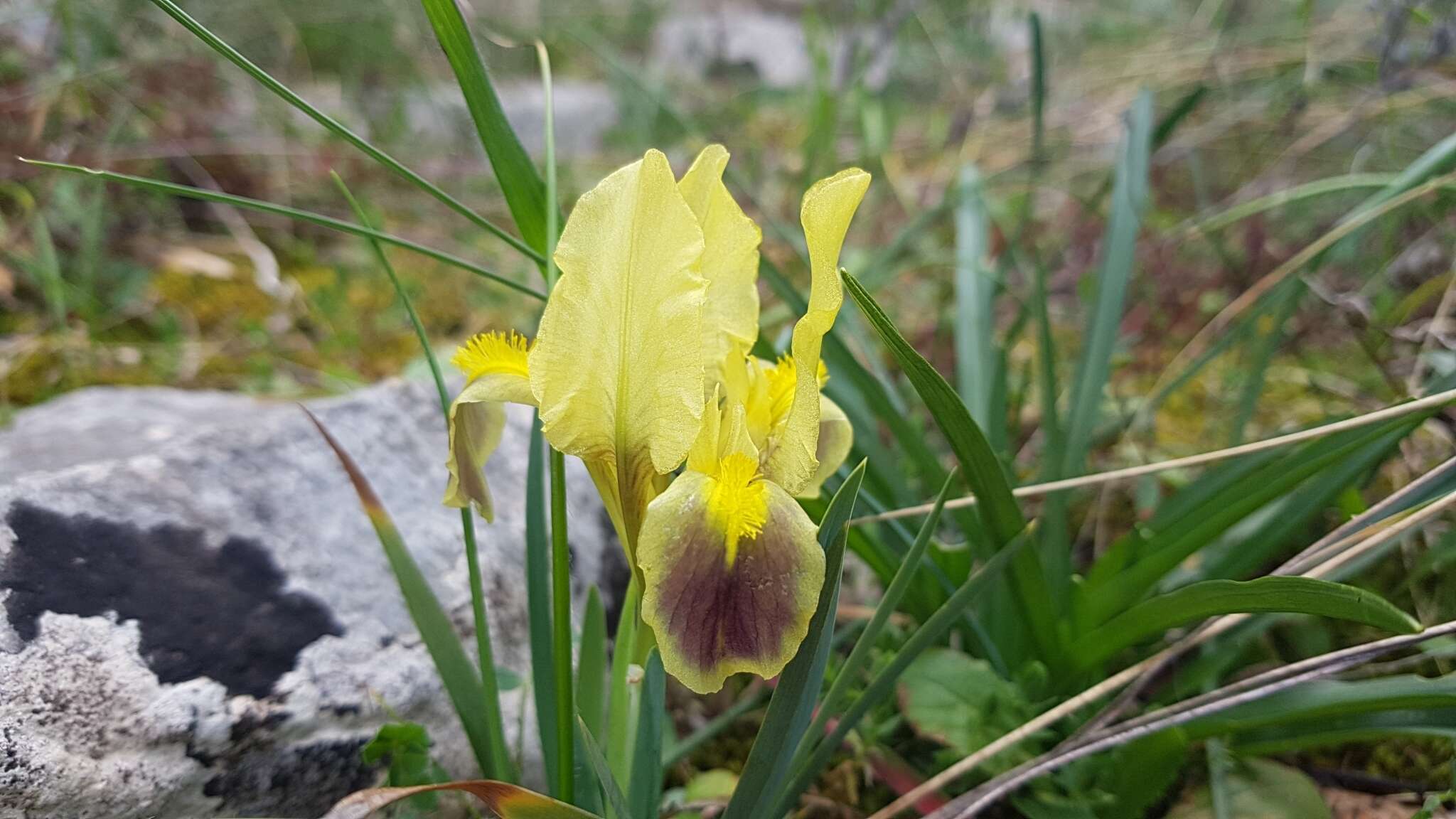 Image of Iris adriatica Trinajstic ex Mitic