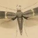 Image of Elachista bedellella Sircom 1848