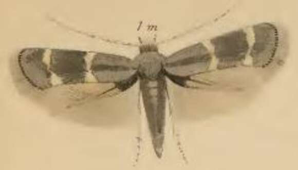 Imagem de Elachista bedellella Sircom 1848