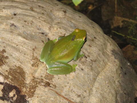 Image of Orinoco lime treefrog