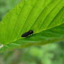 Image of Red-necked Cane Borer