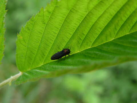 Image of Red-necked Cane Borer