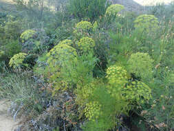 Image of Notobubon tenuifolium (Thunb.) Magee