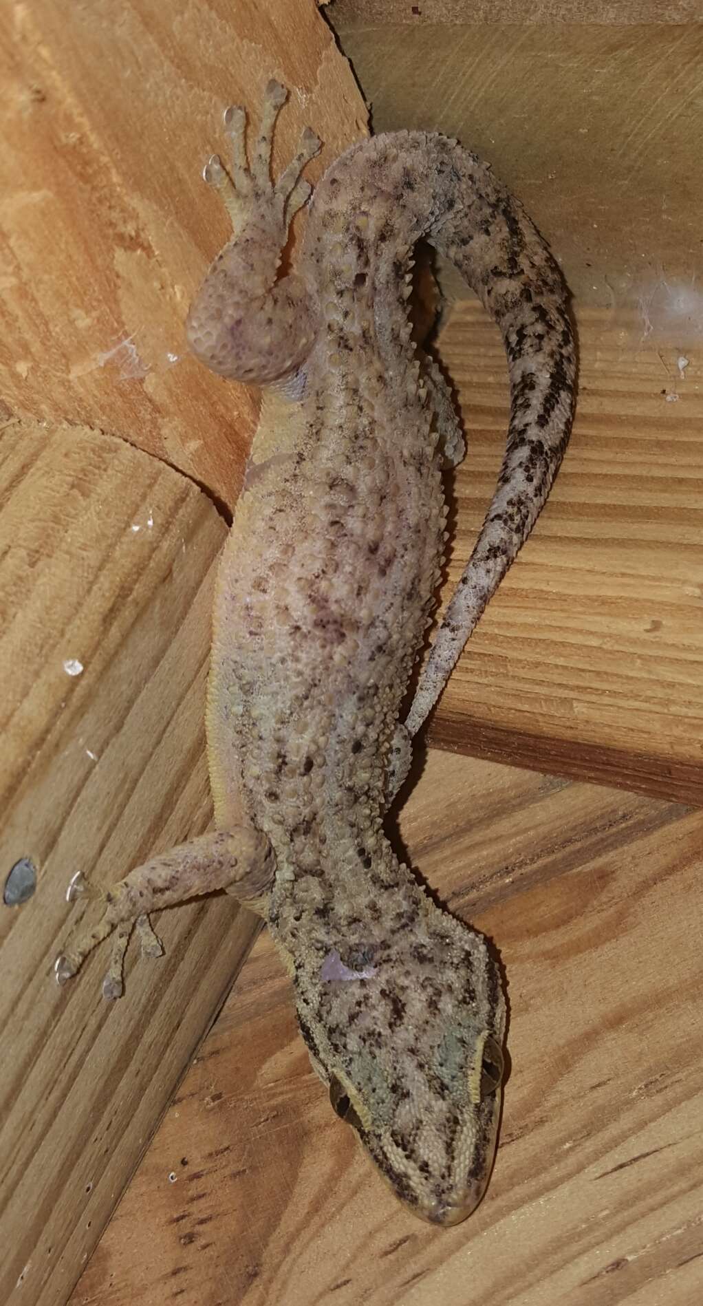 Image of Honduras Leaf-toed Gecko