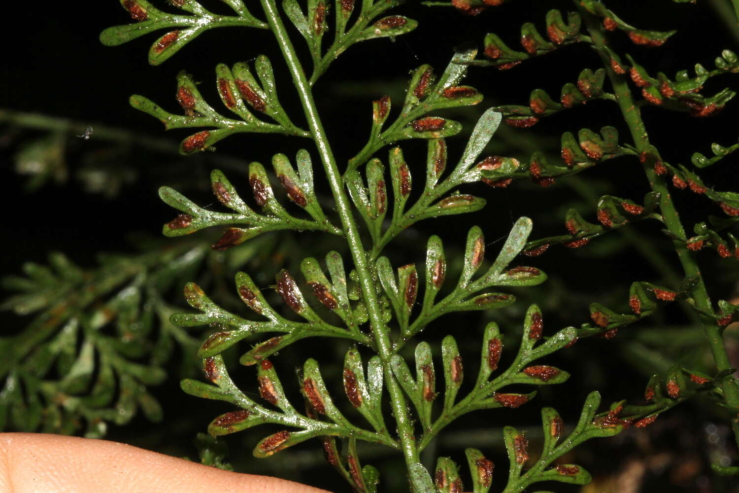 Image of Asplenium dregeanum Kunze