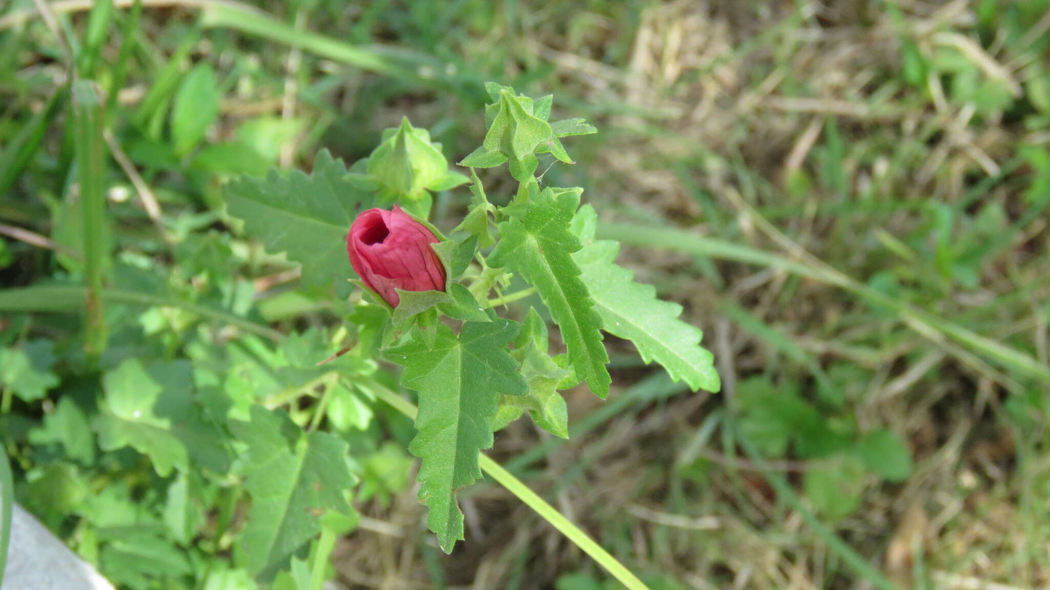 Image of Pavonia revoluta Krapov. & Cristobal