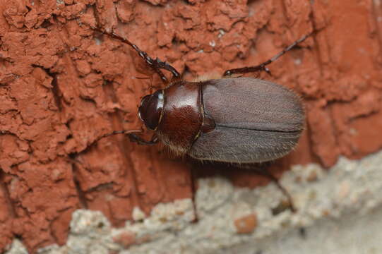 Image of Phyllophaga (Phyllophaga) rubiginosa (Le Conte 1856)