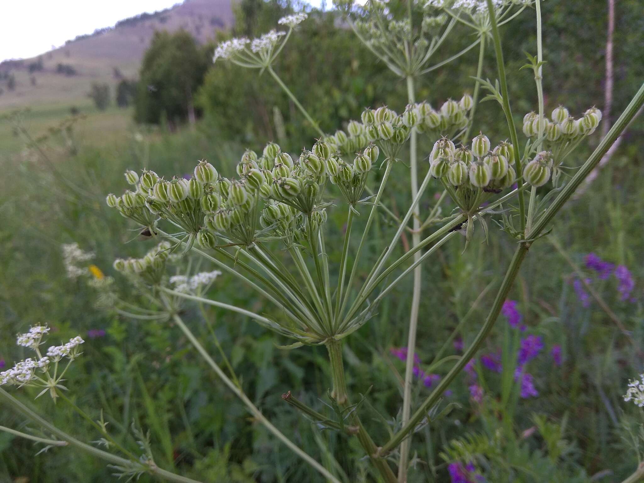 Aulacospermum anomalum (Ledeb.) Ledeb. resmi