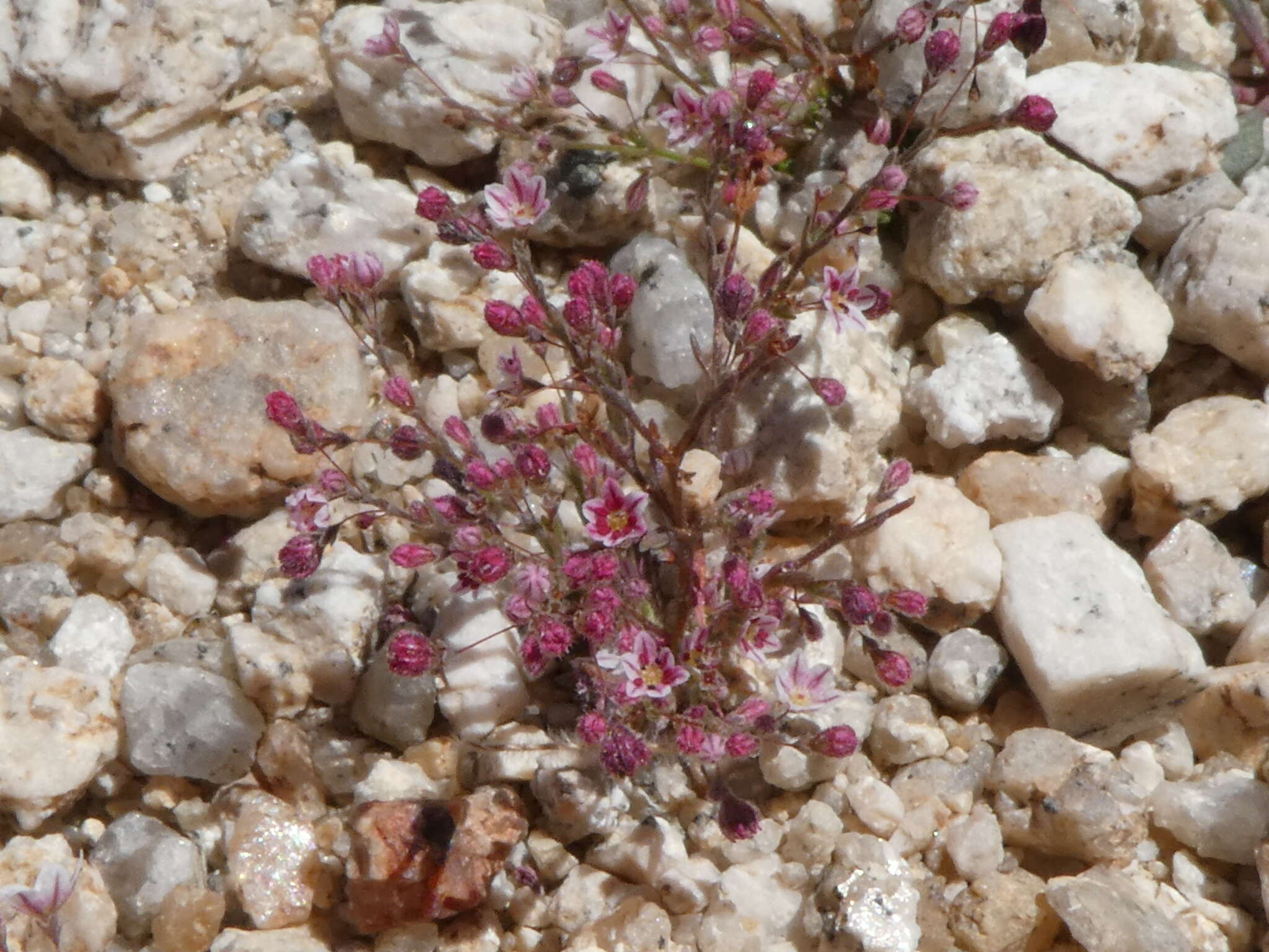 Image of spurry buckwheat