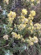 Image of Helichrysum lepidissimum S. Moore