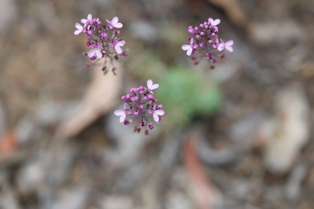 Stylidium brunonianum subsp. brunonianum resmi