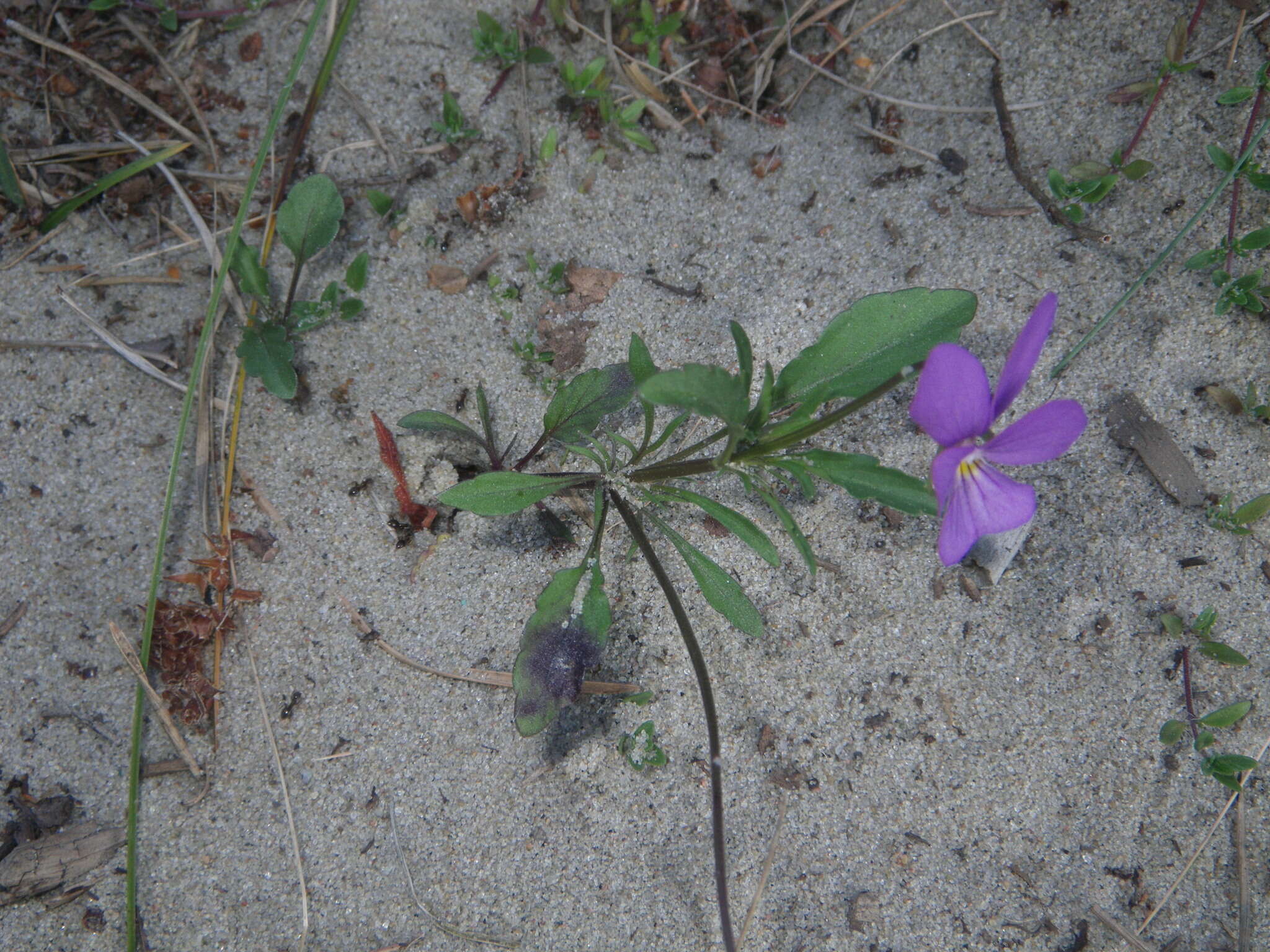 Image of Viola tricolor subsp. curtisii (E. Forster) Syme