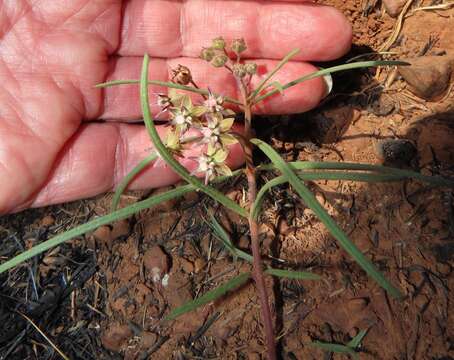 Image of Asclepias brevipes (Schltr.) Schltr.