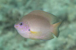 Image of Ambon damsel