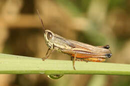 Слика од Amblytropidia australis Bruner & L. 1904