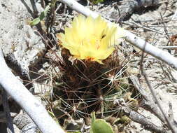 Image of <i>Hamatocactus setispinus</i>
