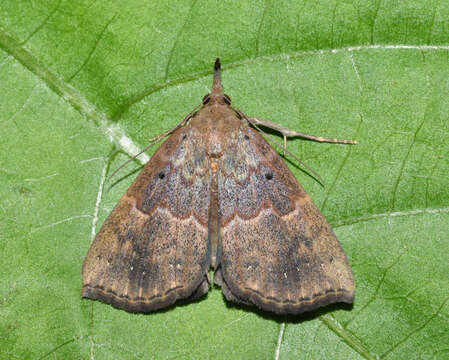 Image of <i>Hypena holophaea</i>