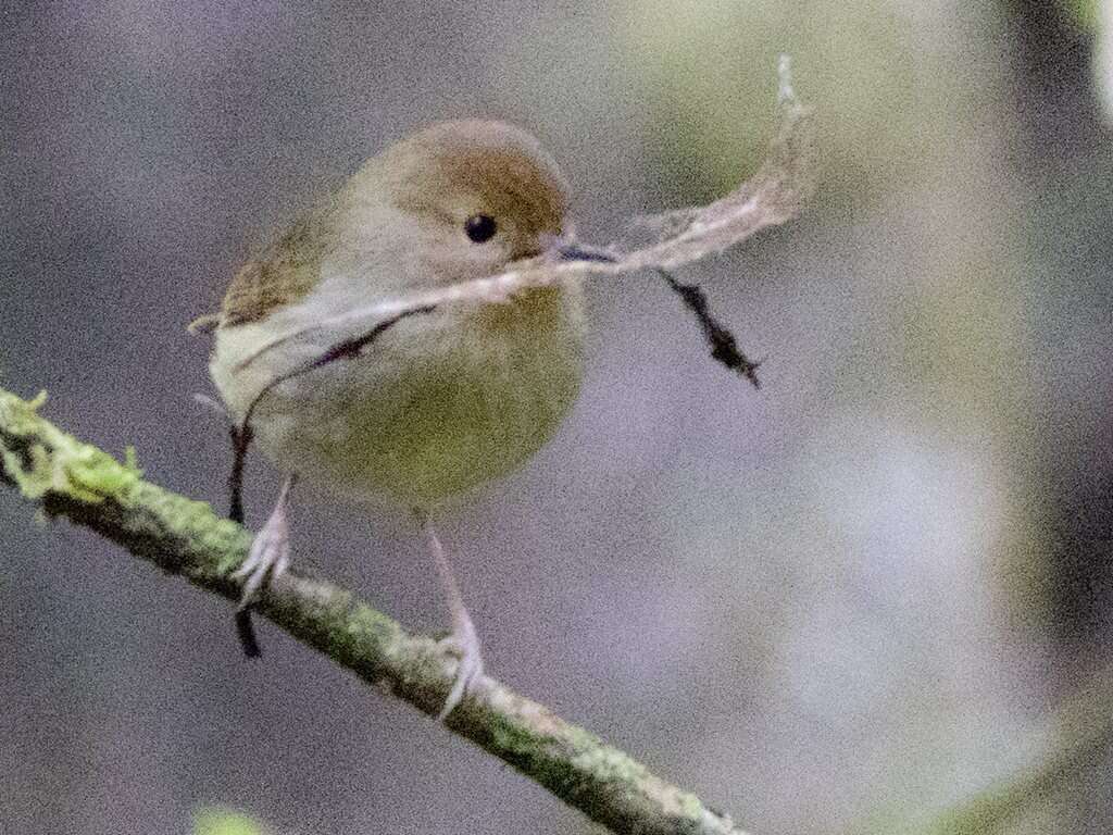 Image of Large-billed Scrubwren