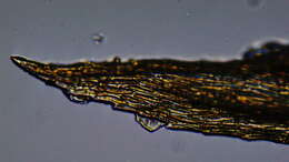 Image of Nuttall's homalothecium moss