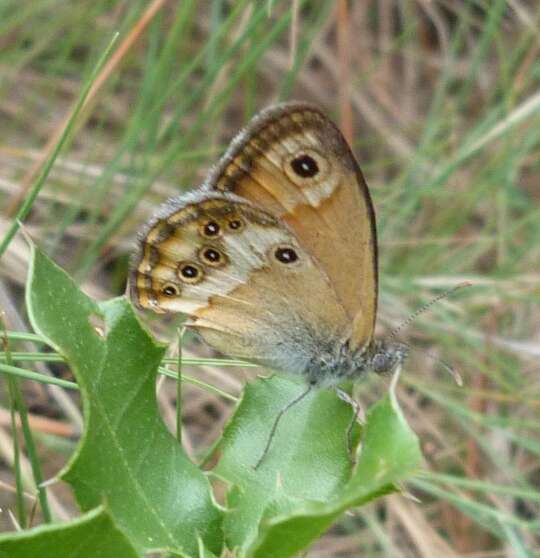 Image of Coenonympha dorus Esper 1782