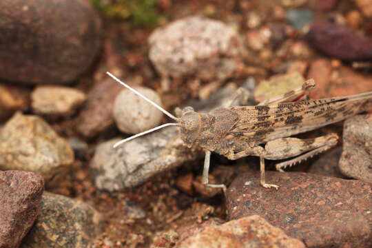 Слика од Thrinchus campanulatus Fischer von Waldheim 1833