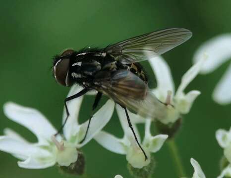 Image of House fly