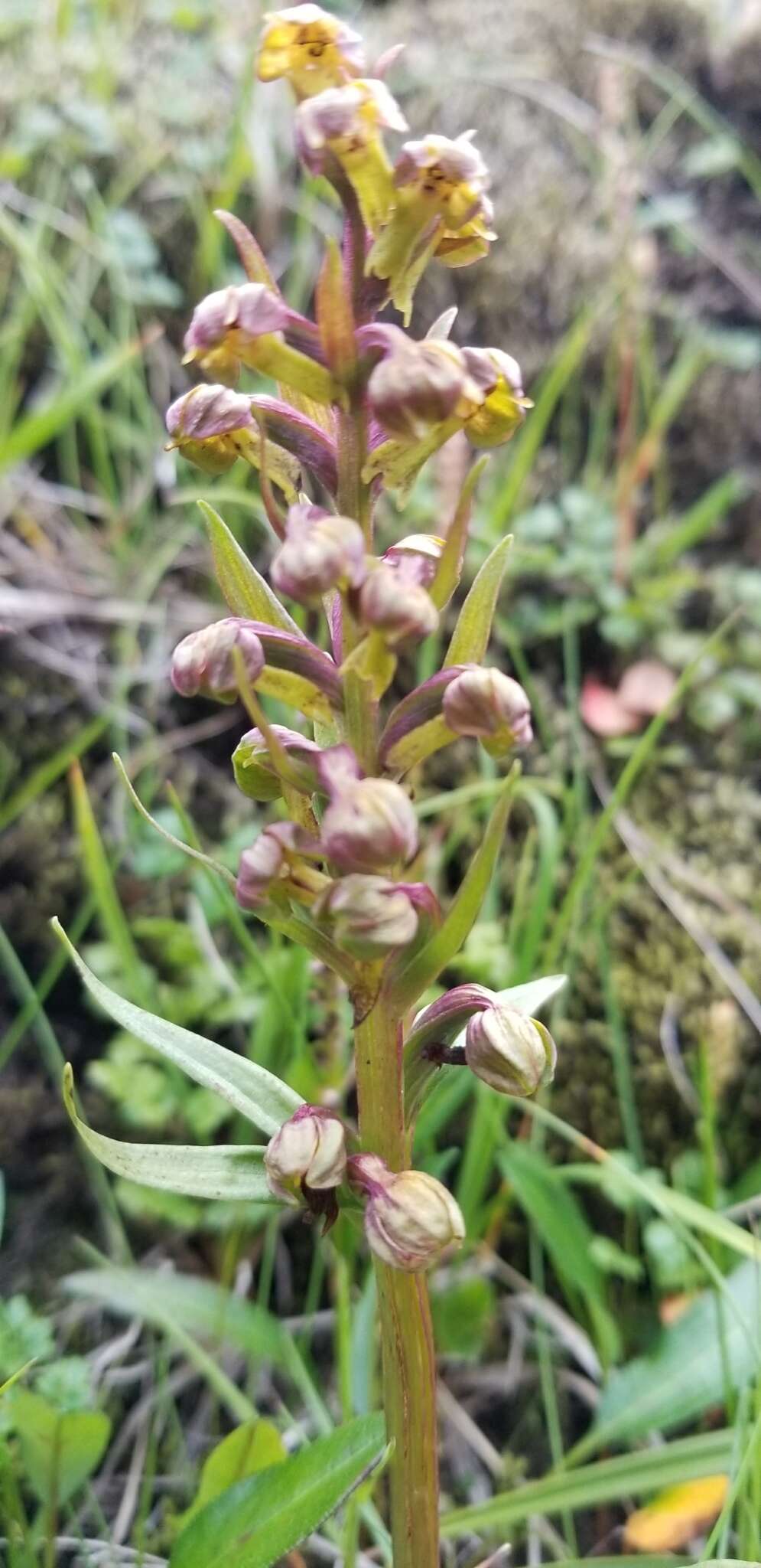 Plancia ëd Dactylorhiza viridis (L.) R. M. Bateman, Pridgeon & M. W. Chase