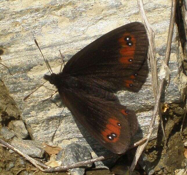 Image of Piedmont Ringlet