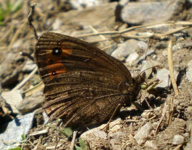 Image of Piedmont Ringlet