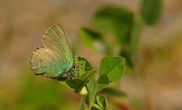 Imagem de Callophrys rubi (Linnaeus 1758)